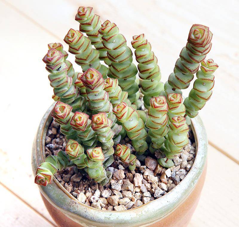 6种"金钱花",寓意招财进宝,养一盆在家里,富贵又吉祥_植物_叶片_是一