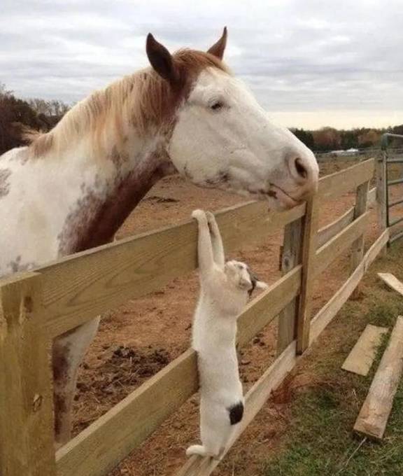 猫咪：我那该死的魅力~