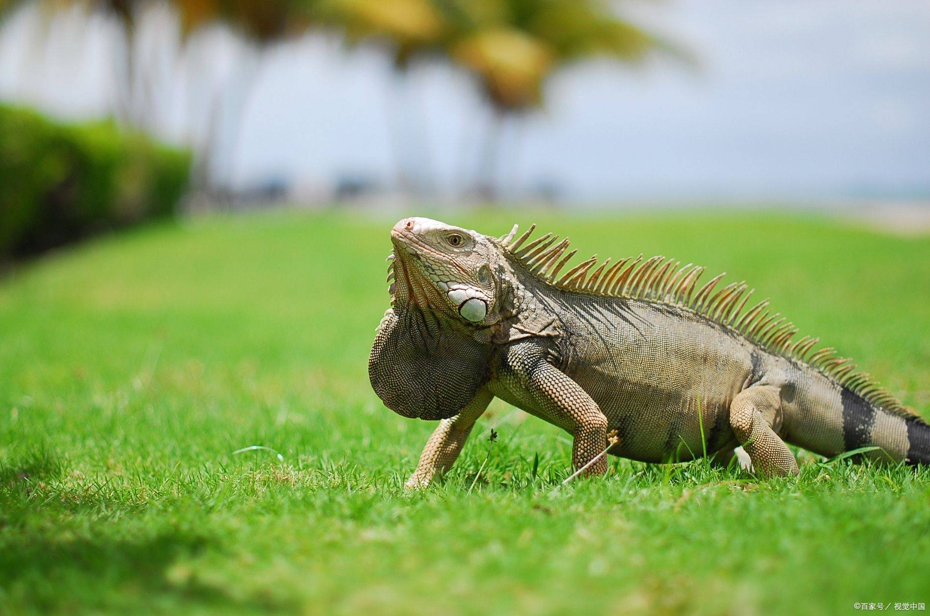 科学家在南美洲发现了一种新的蜥蜴_anolis_研究_物种