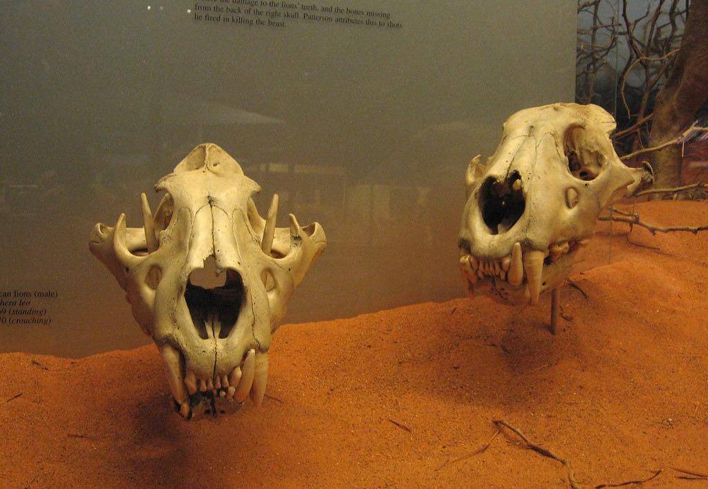 两头臭名昭著的食人雄狮,曾吃到铁路工人罢工_查沃_狮子_营地