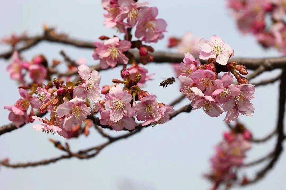 顧村公園的櫻花啥時候開?最新的花期預報來啦~_遊客_寶山區_植物