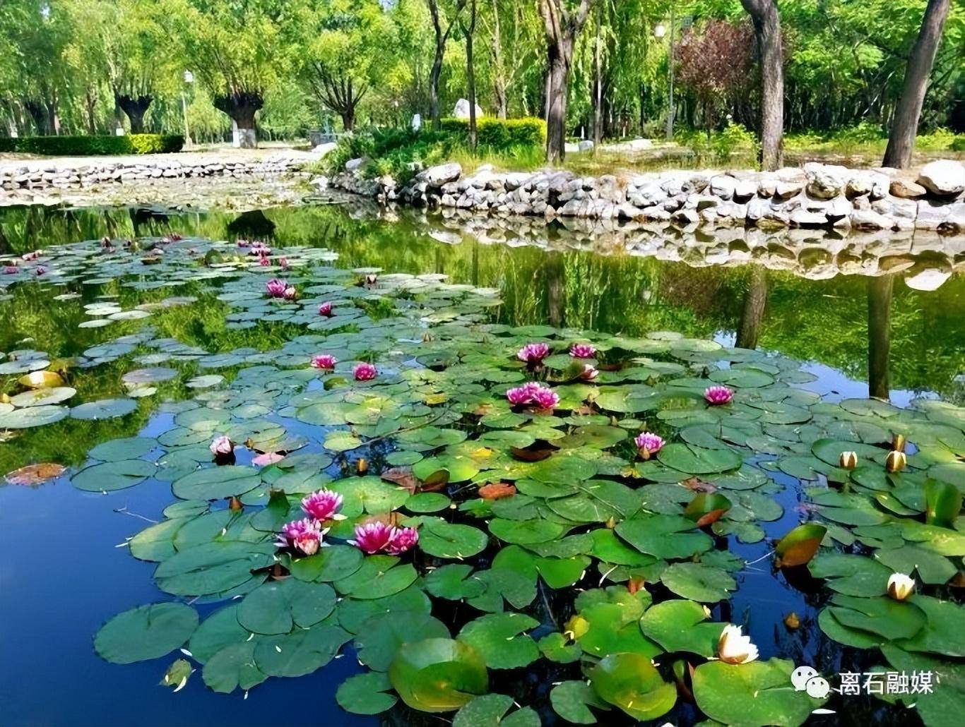 胜溪湖森林公园纪行_孝河_景观_休闲
