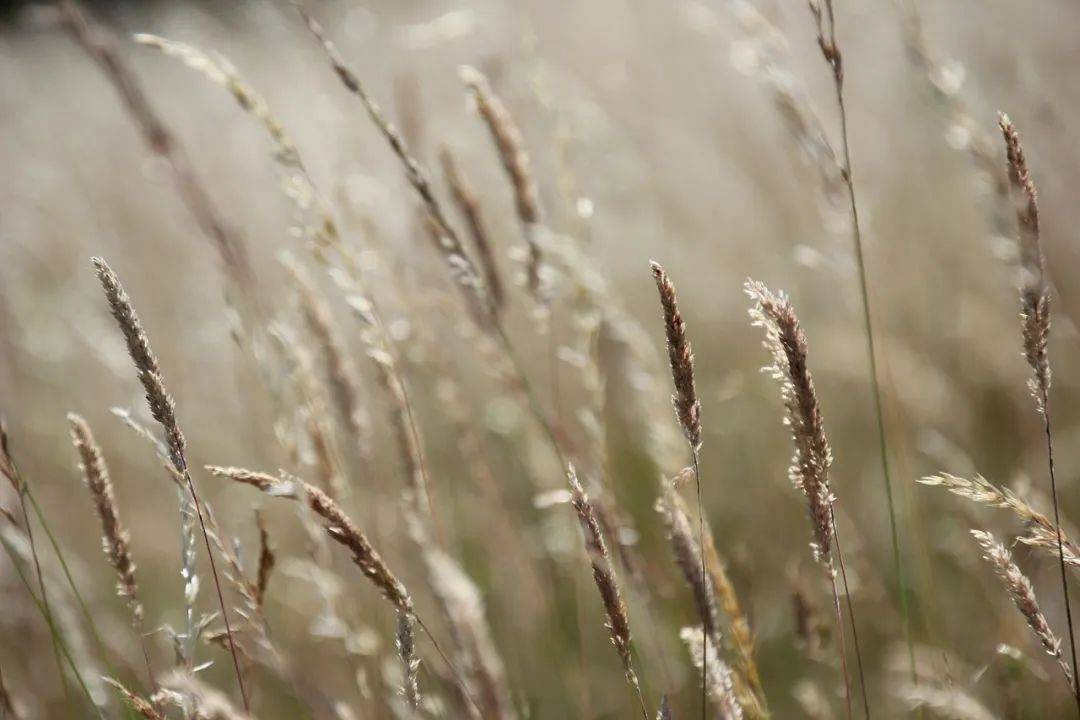 关掉六成大中电器门店，国美破釜沉舟想活下去-家电圈官网