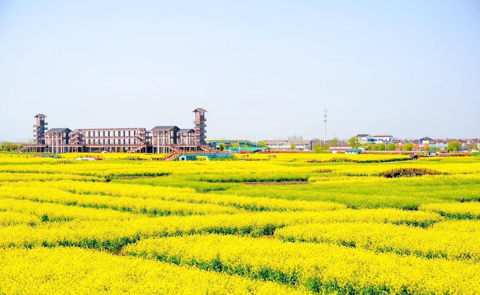 兴化千垛油菜花海,犹如古人摆在水中的龙门阵,此时已是一片金黄_景观