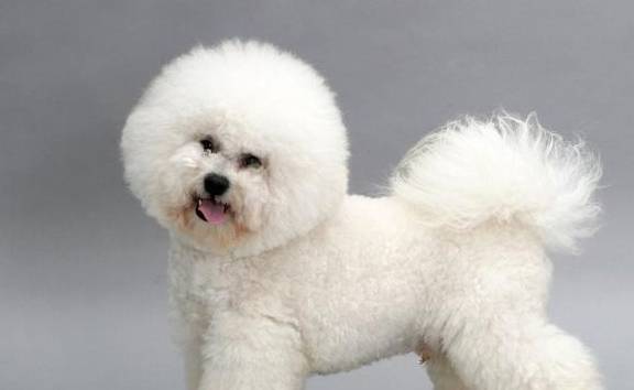 聪明又受欢迎的小型犬除了泰迪,博美,比熊,还有哪些呢_狗狗_主人_性格