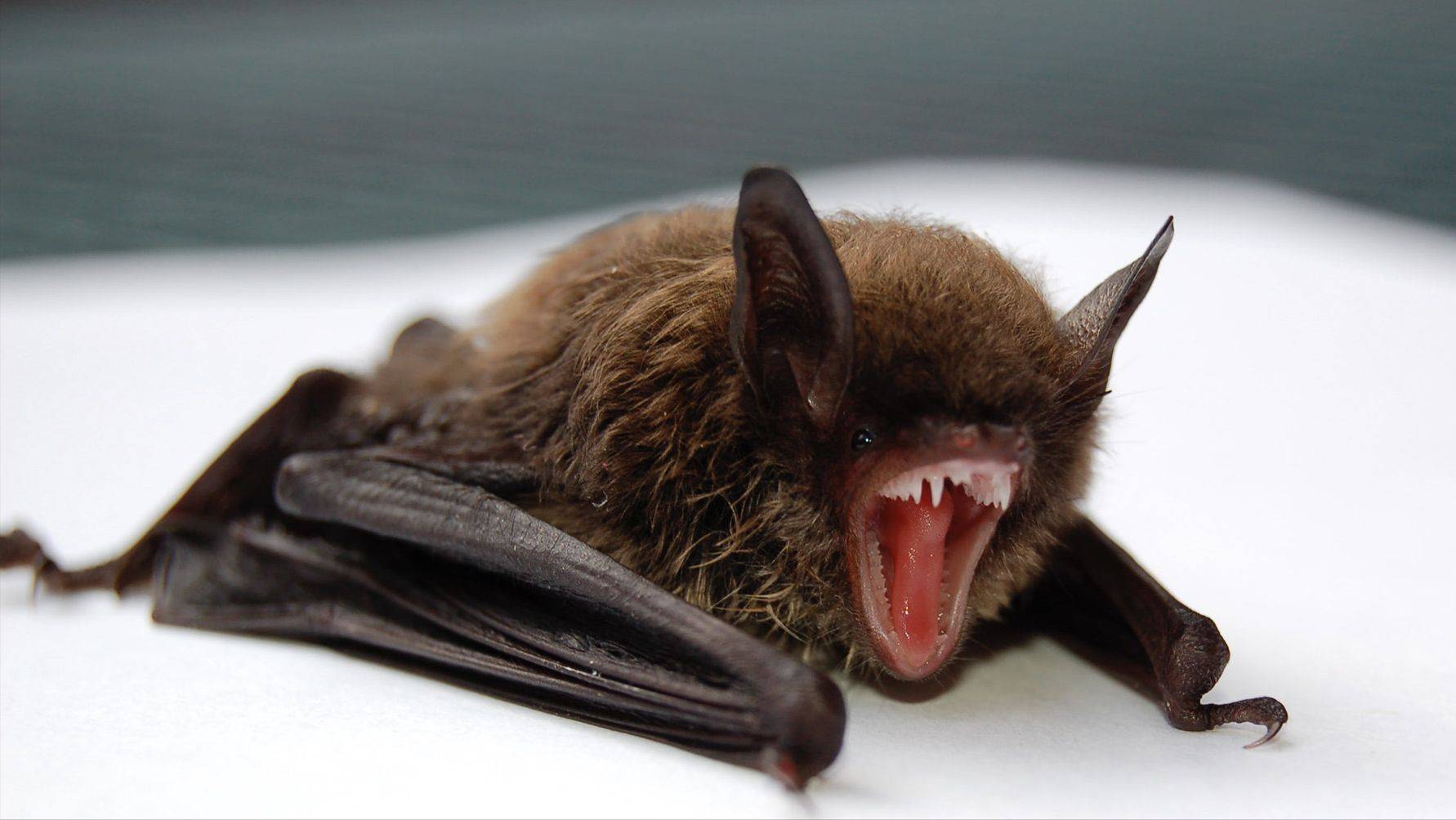 吸血蝙蝠和吸血鬼有关系么？_搜狐网