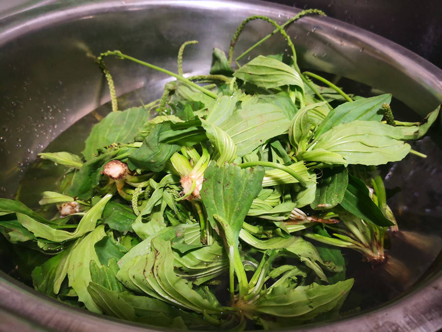 车前草又叫车轮菜,蛤蚂草,钱贯草,车轱辘菜等,它的营养全面,口感鲜嫩