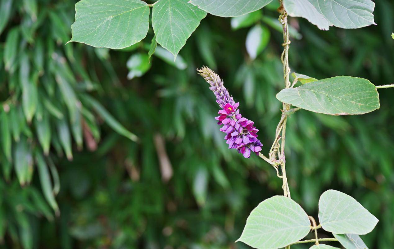 白藜芦醇resveratrol来源有哪些呢?_植物_是一种_保健品