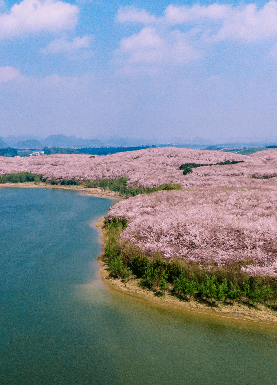 中国红樱花基地图片