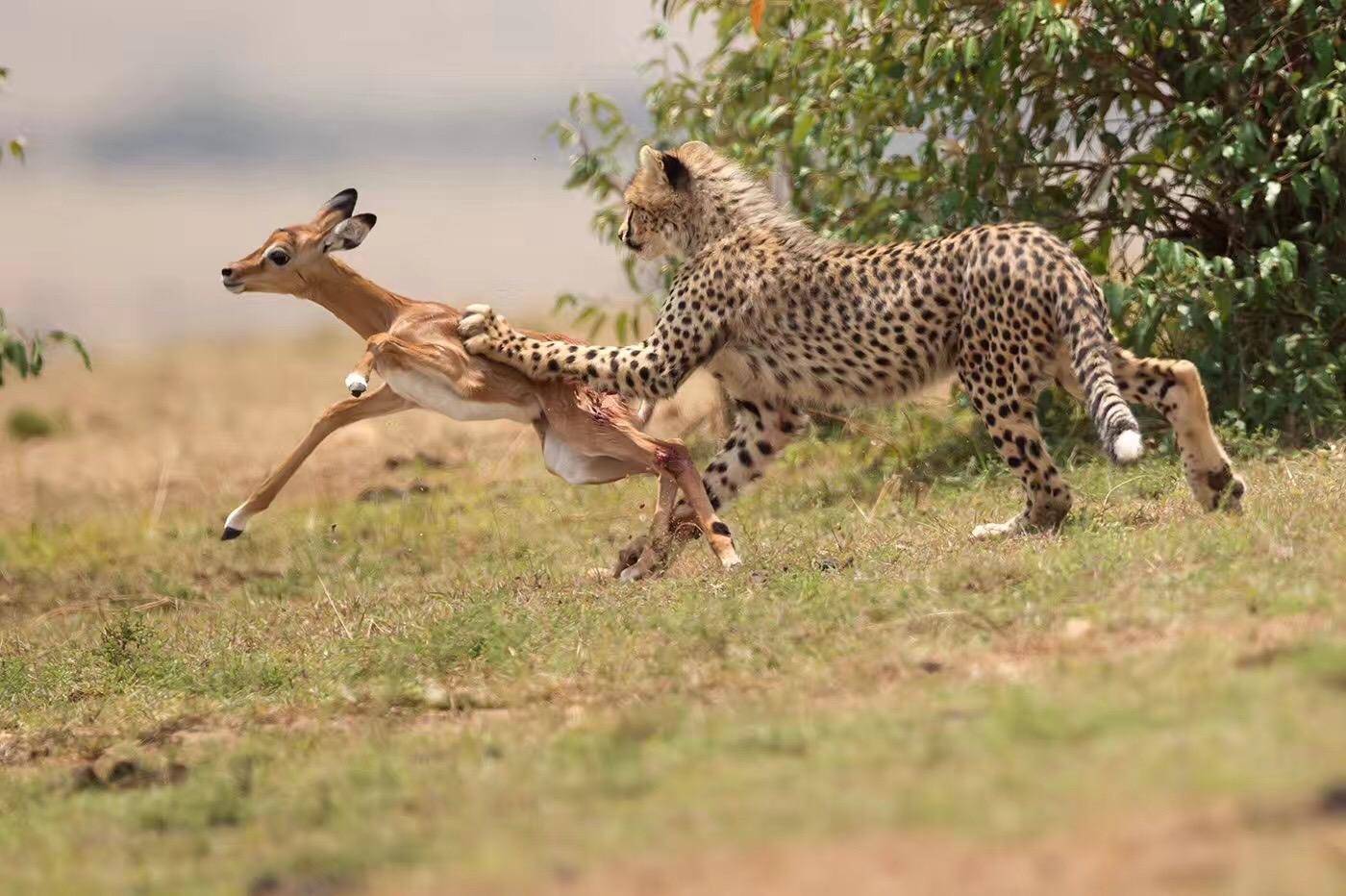 蟒蛇生吞花豹幼崽真实场景,母豹为报仇展开追杀,蟒蛇认怂吐崽跑路