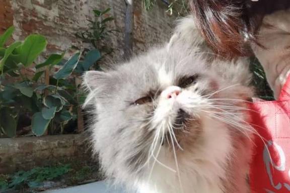长毛流浪猫满脸沧桑浑身毛发打结,被收养时发现猫咪才一岁!