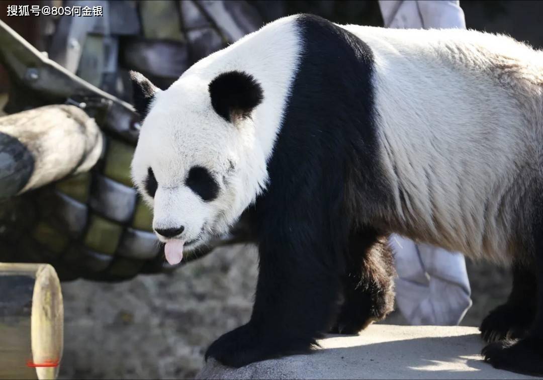 临沂动物园熊猫图片