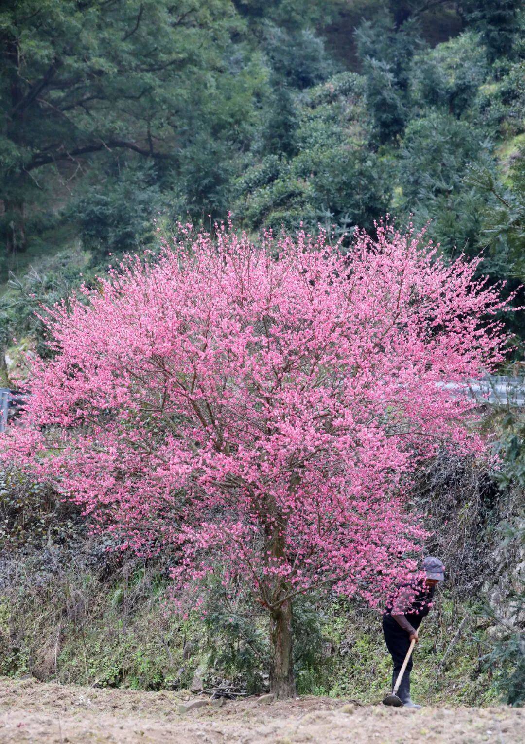 建德大唐村樱花图片