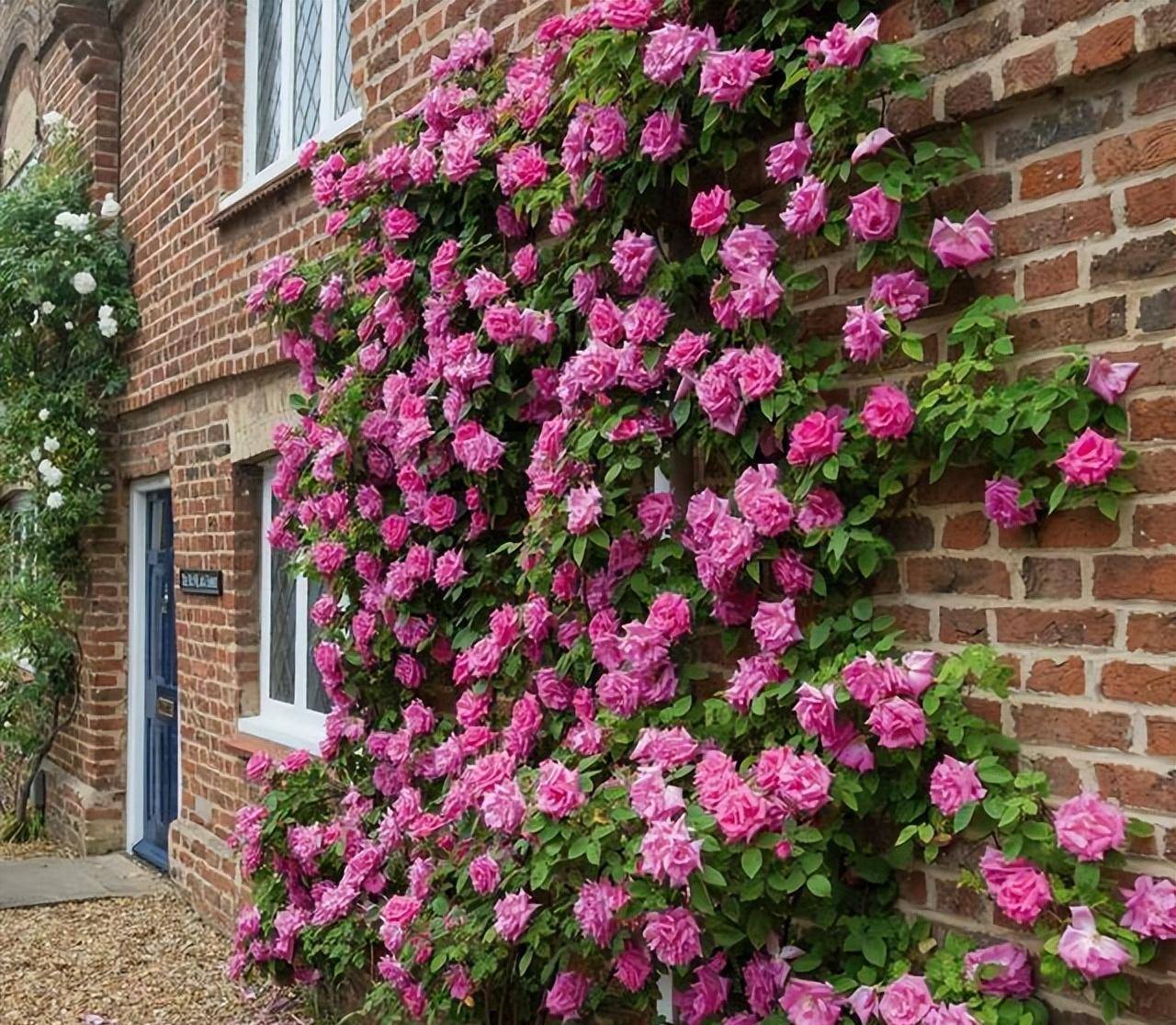 一,藤本月季花卉的种类介绍但这种花卉却并不适宜栽种到庭院里,作为大