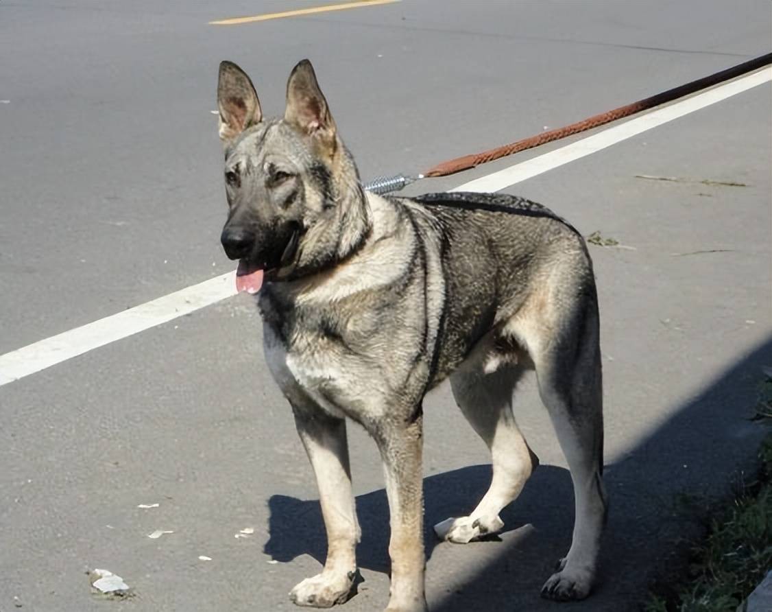 俗稱的狼青一般指日本狼青犬,昆明犬狼青品系或狼青色的本土狼種犬 .