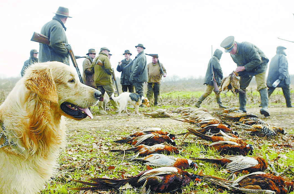 好吃好看营养高,东北野鸡泛滥成灾,为何中国吃货连碰都不敢碰?