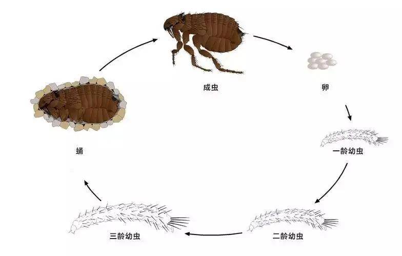 跳蚤体型极其微小,虽然跳的很远(相对它的体型而言),但是它是没有翅膀