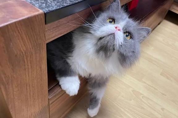 长毛流浪猫满脸沧桑浑身毛发打结,被收养时发现猫咪才一岁!