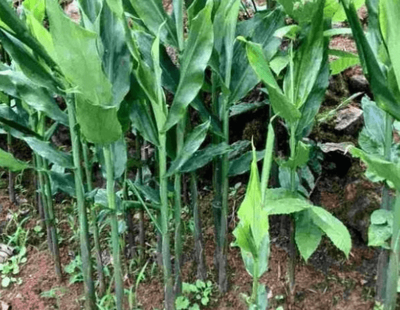 阳荷根茎的药用价值图片