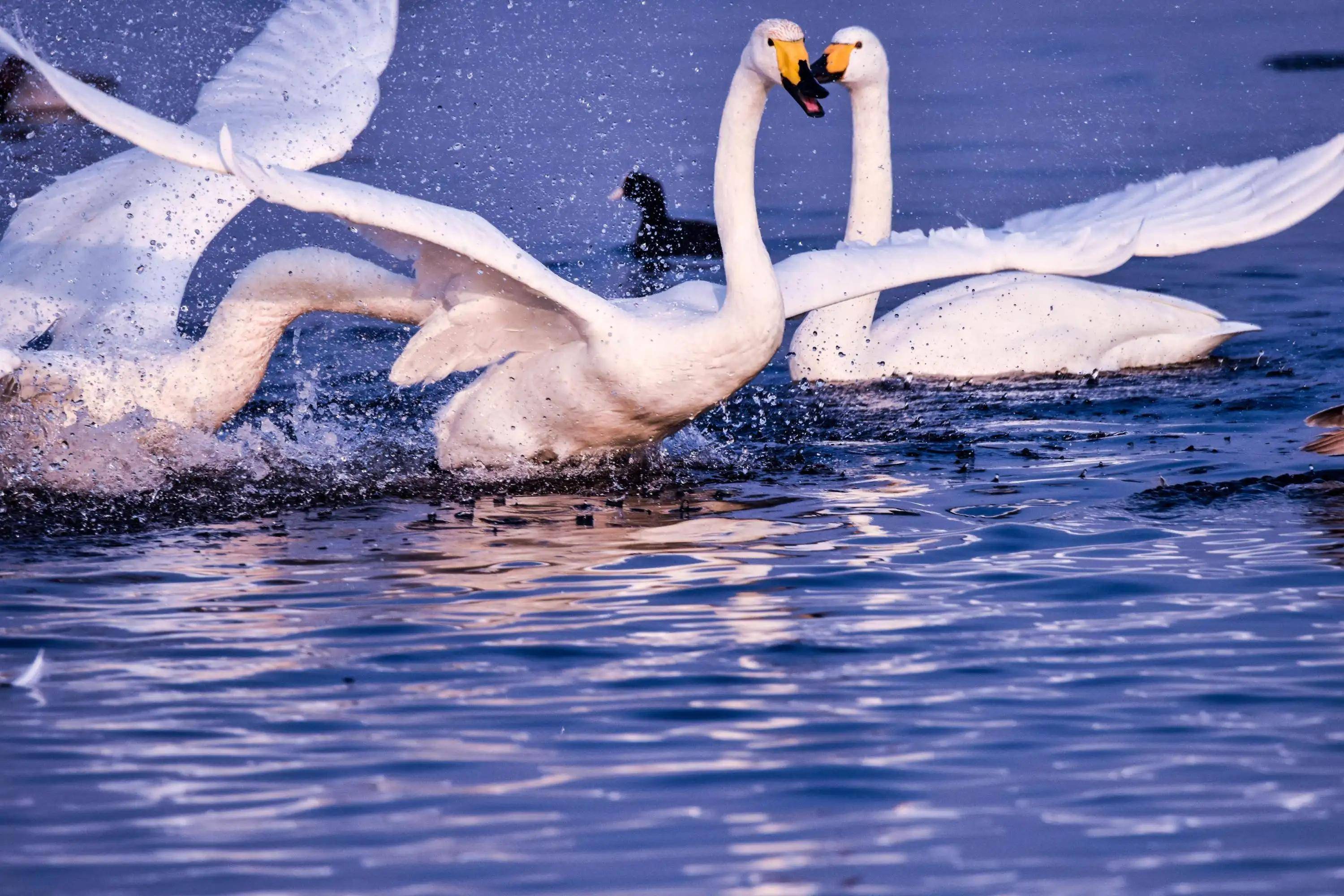其喙部的基部主要呈现黄色,范围较小天鹅的的喙部黄色范围更大,大天鹅