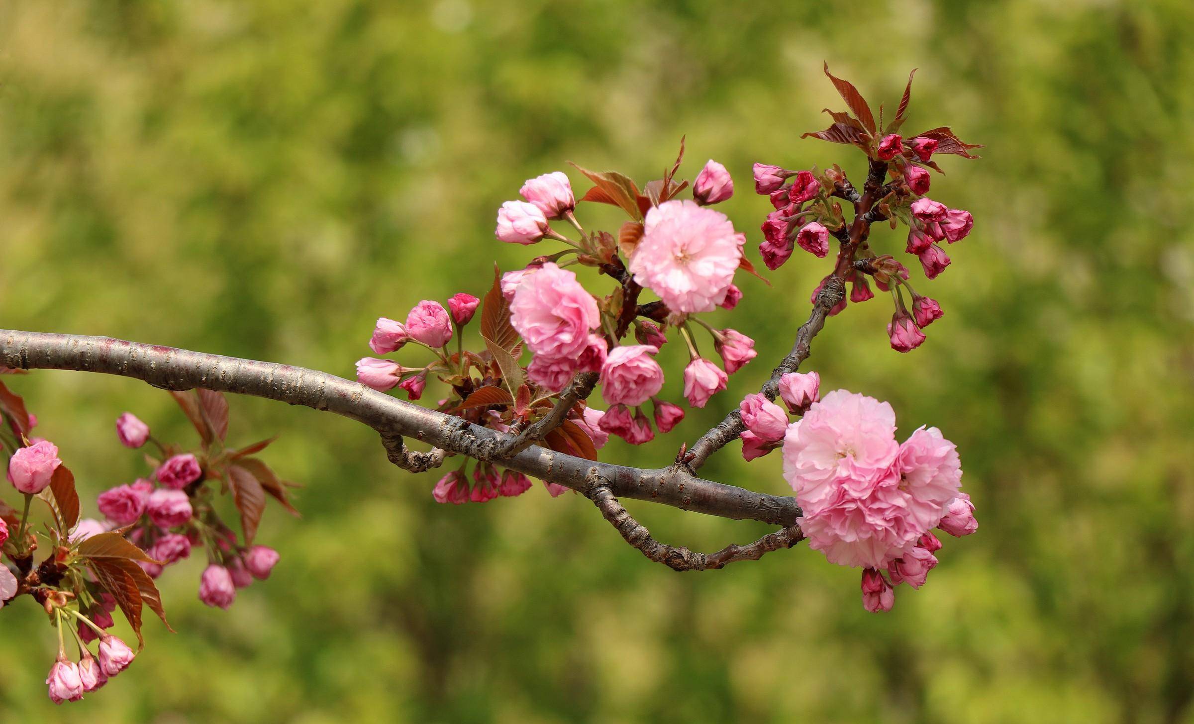 运城:禹都公园樱花开 踏青赏樱正当时_种植_市民_张国平