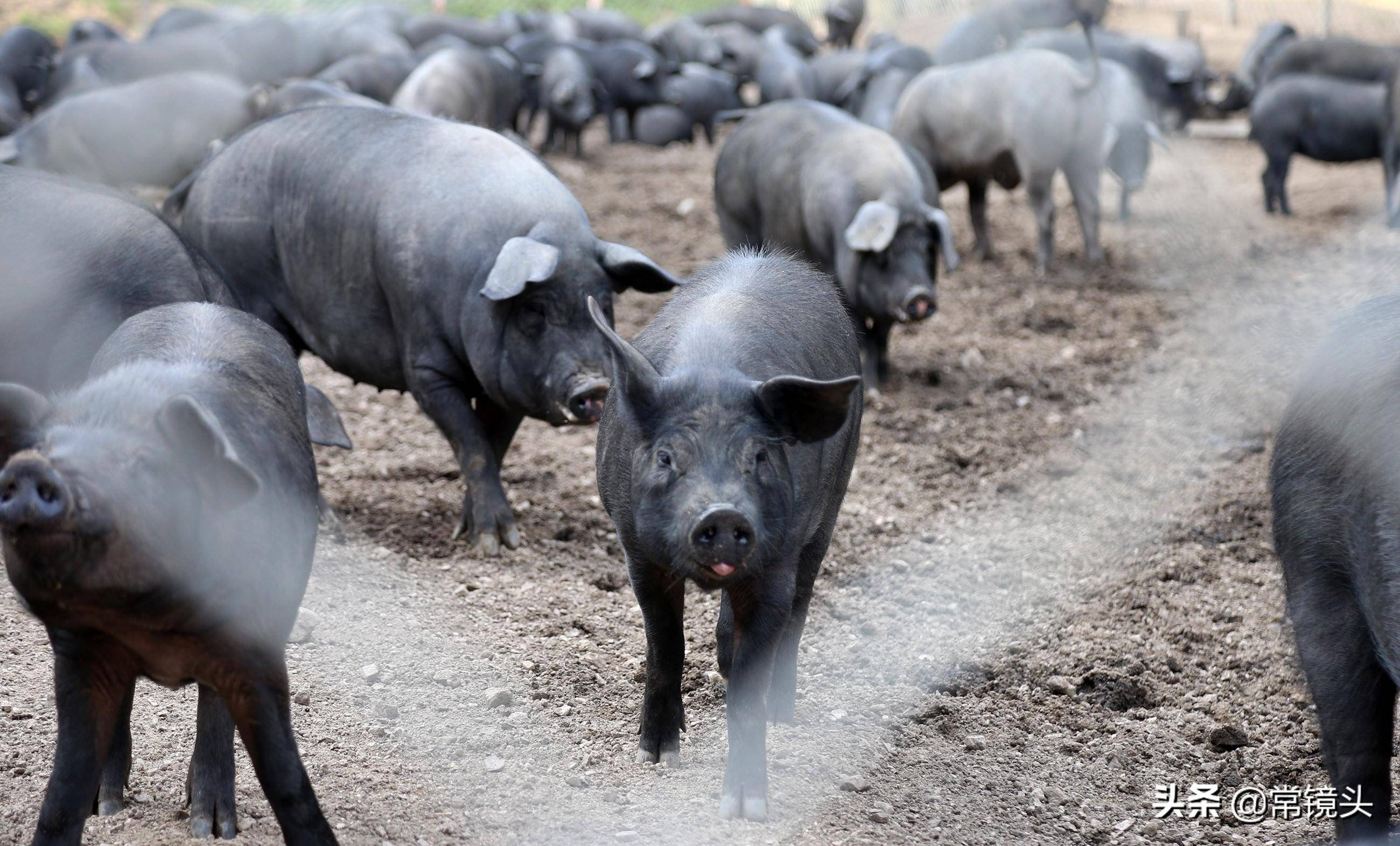 女儿要结婚,霸气老爹送300头猪当嫁妆,男方却不愿意收_张志远_父亲