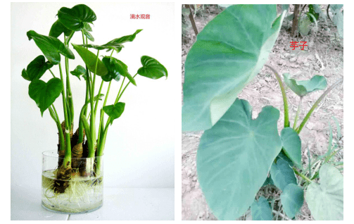 此地2人被紧急送医,只因……_滴水_观音_医生
