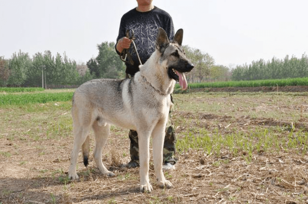 4条狼青犬咬死80多只羊，4条狼青犬咬死80多只羊秀外慧中是啥意思