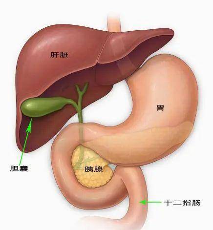 胆囊与肝脏位置示意图图片