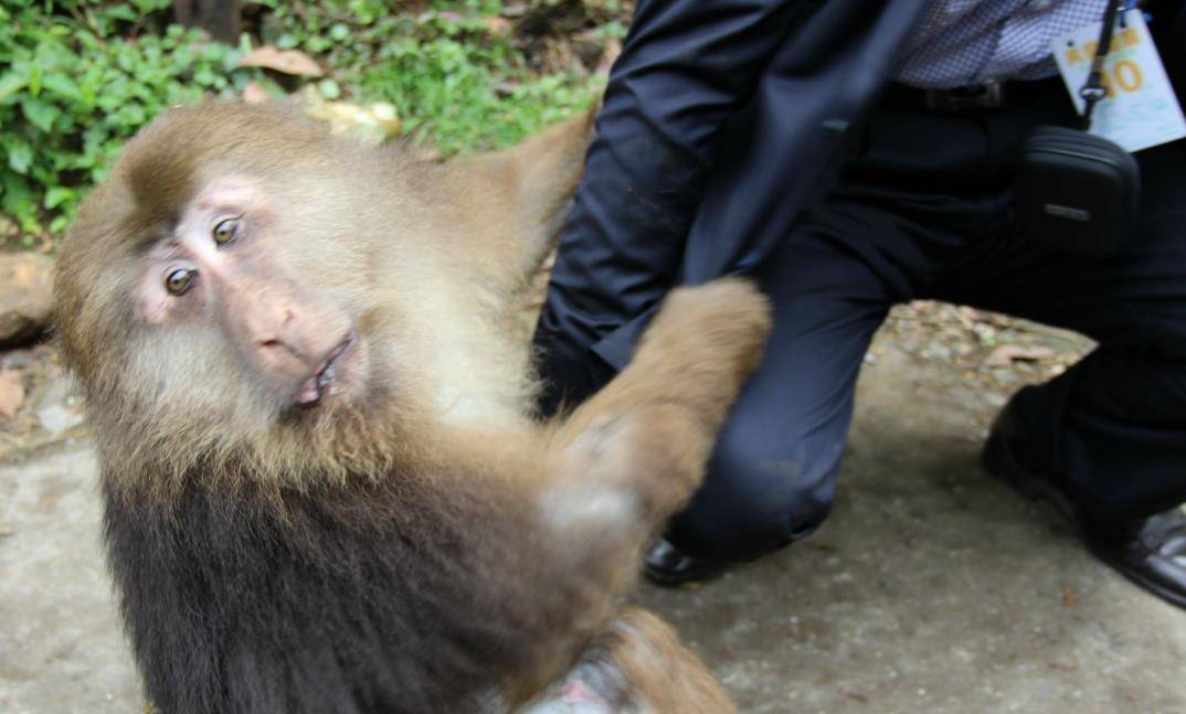扒衣服抢吃的峨眉山猴子不狂了?
