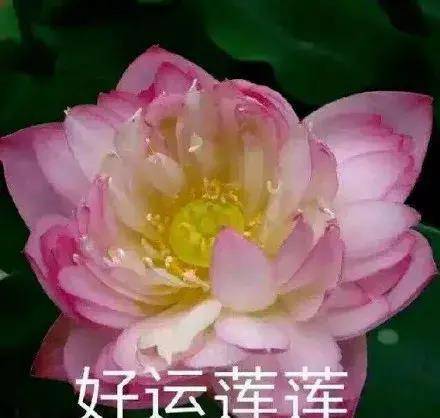 立马让人想起曾经流行一时的表情包令人一言难尽浓浓的老年朋友圈的