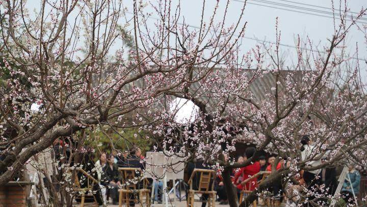 青白江杏花村图片