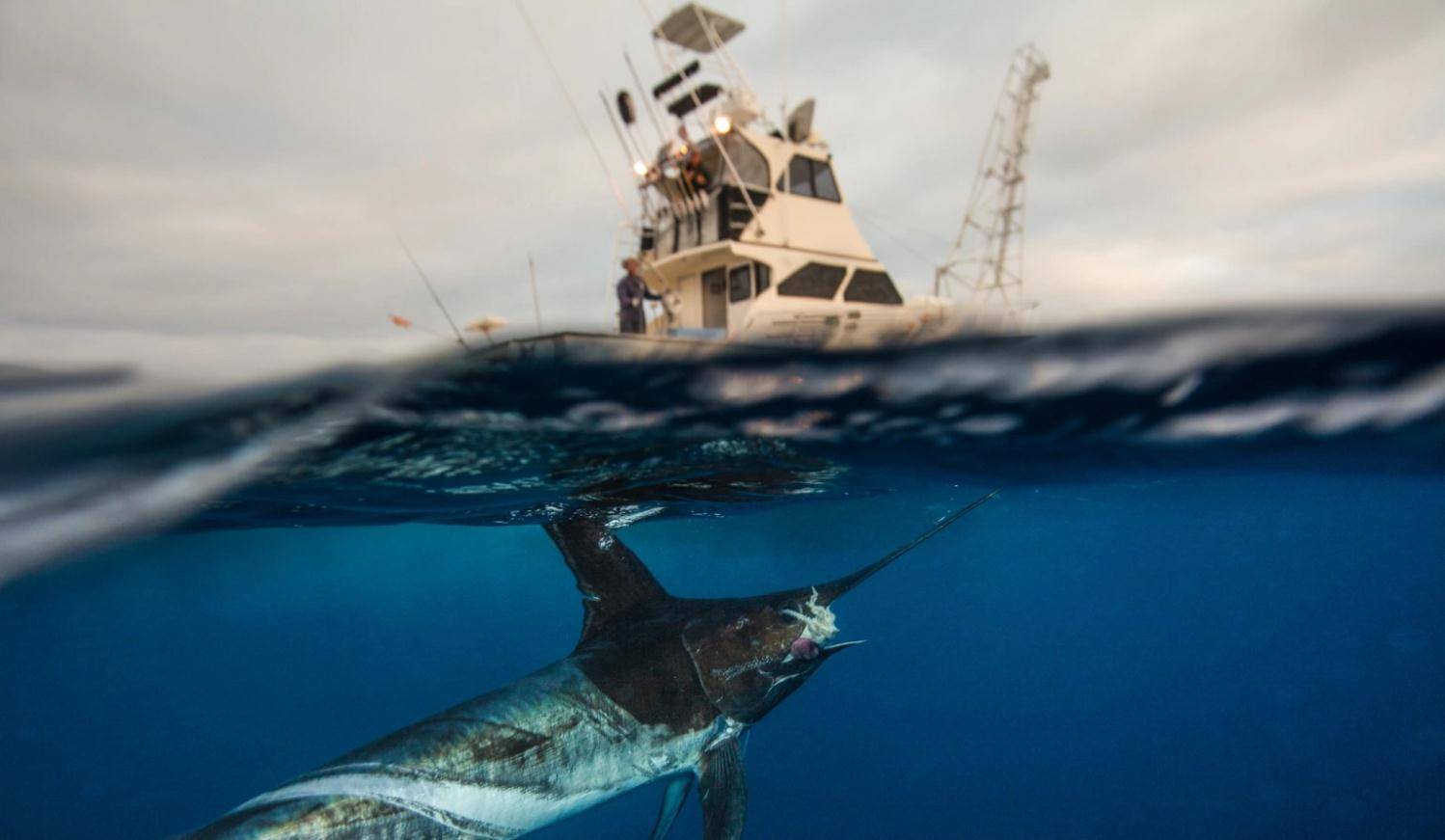 不攻擊獵物而屠殺鯊魚,企圖顛覆食物鏈?_海洋生物_屍體_人們