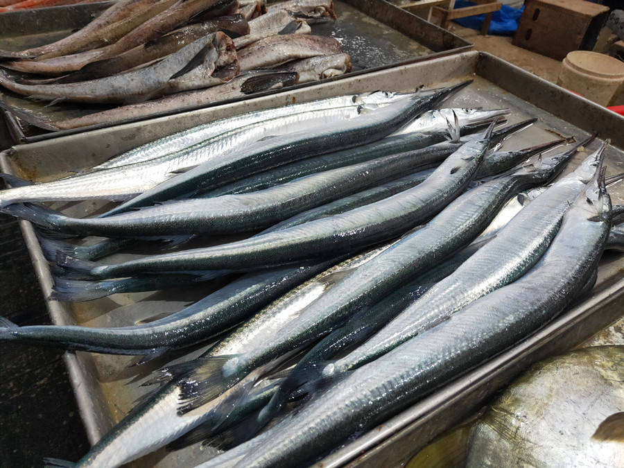 说起针亮鱼这个名字,可能很多朋友都没有听说过,针亮鱼也叫针良鱼,学