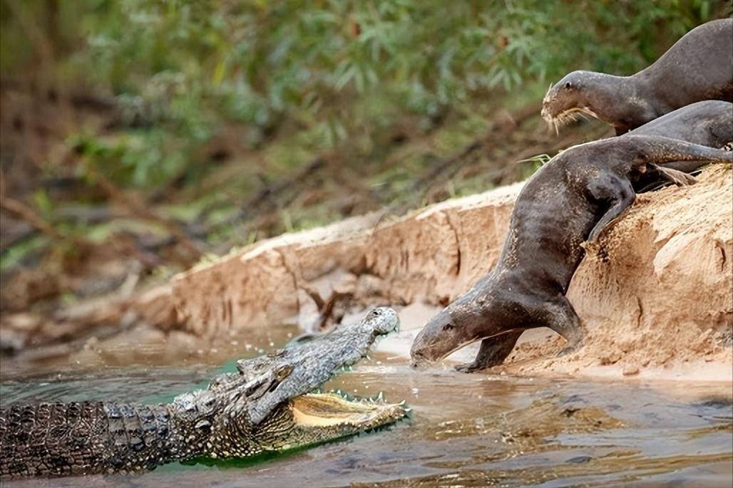 巨水獭吃鳄鱼图片