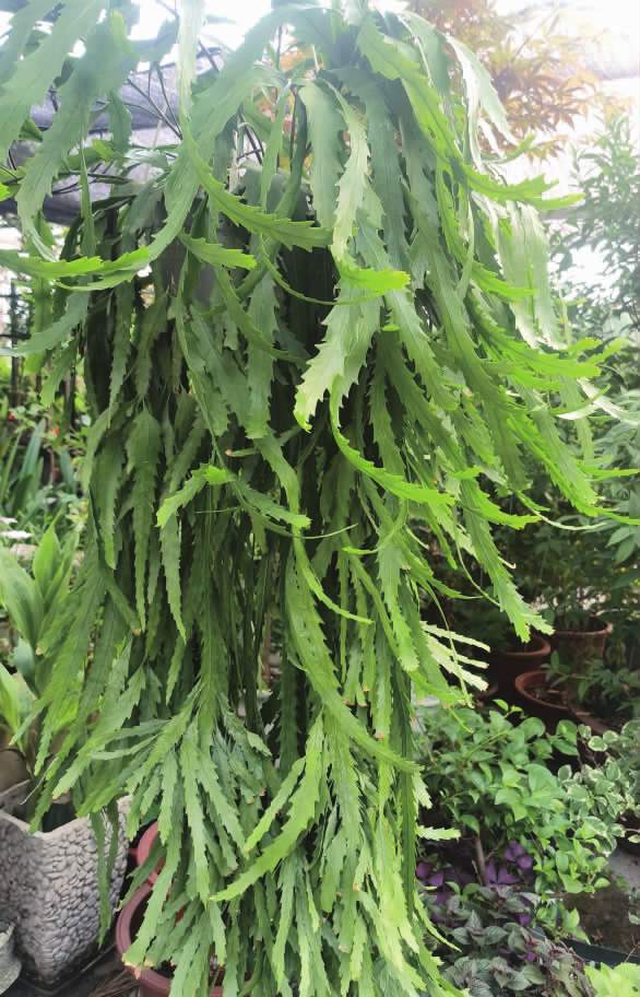 多浆植物孔雀翎丝苇_叶片_白色_养护