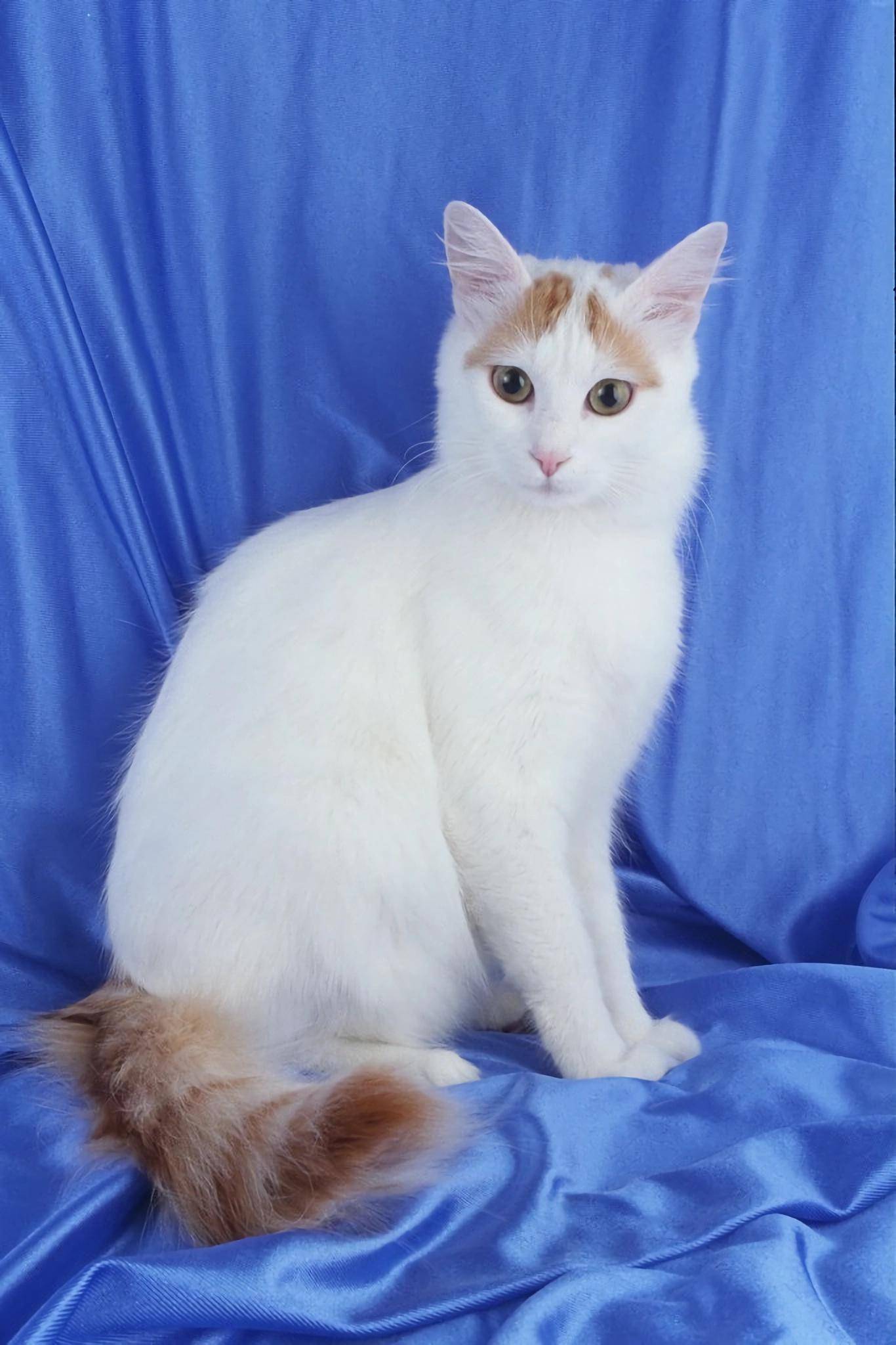 土耳其梵猫(turkishvan)(三十一)贵宾犬(poodle)贵宾犬是一种狗,它以