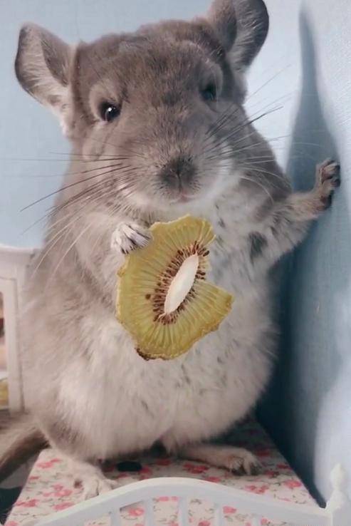 原产于南美洲安迪斯山脉,平均有10~20年寿命