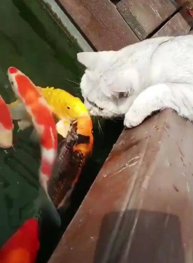 抖音"精灵"猫咪,就爱和鱼玩,还发生这神奇一幕,有精灵神力?