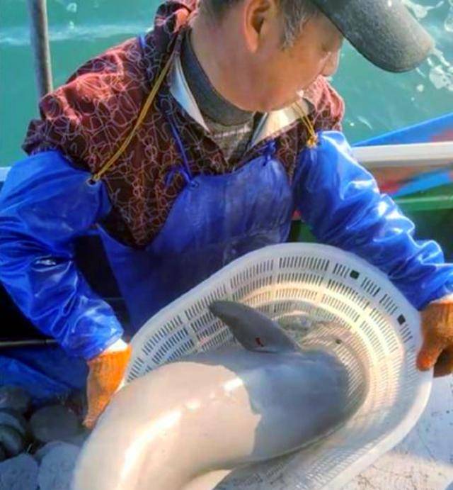 浙江渔民捕获白色海猪,全国仅有1000余头,随后的做法被怒赞