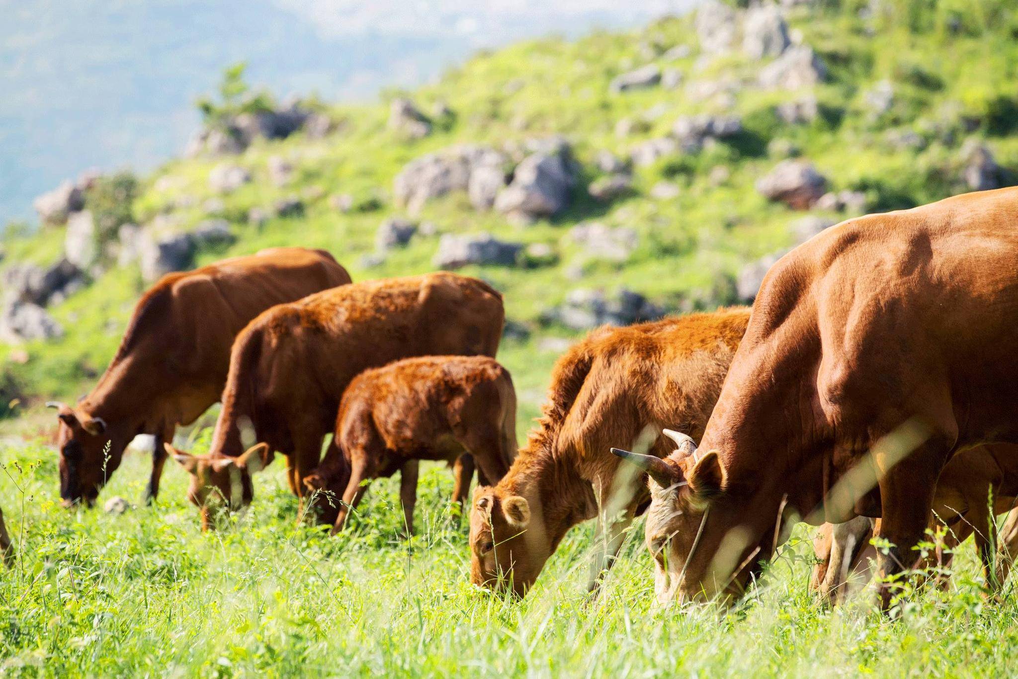 饲养土黄牛的技巧,黄牛养殖技术大全,本文告诉你的方法很有用!