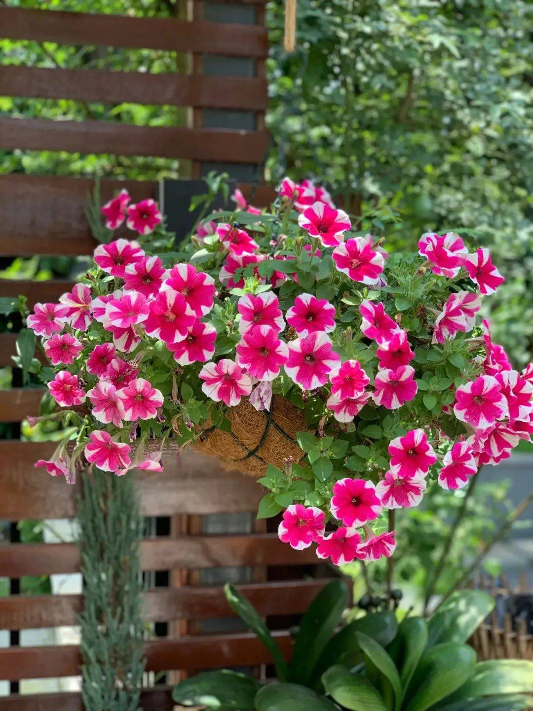 春天不养盆"草花之王"矮牵牛,实在可惜了这好时节_花瓣_颜色_温度