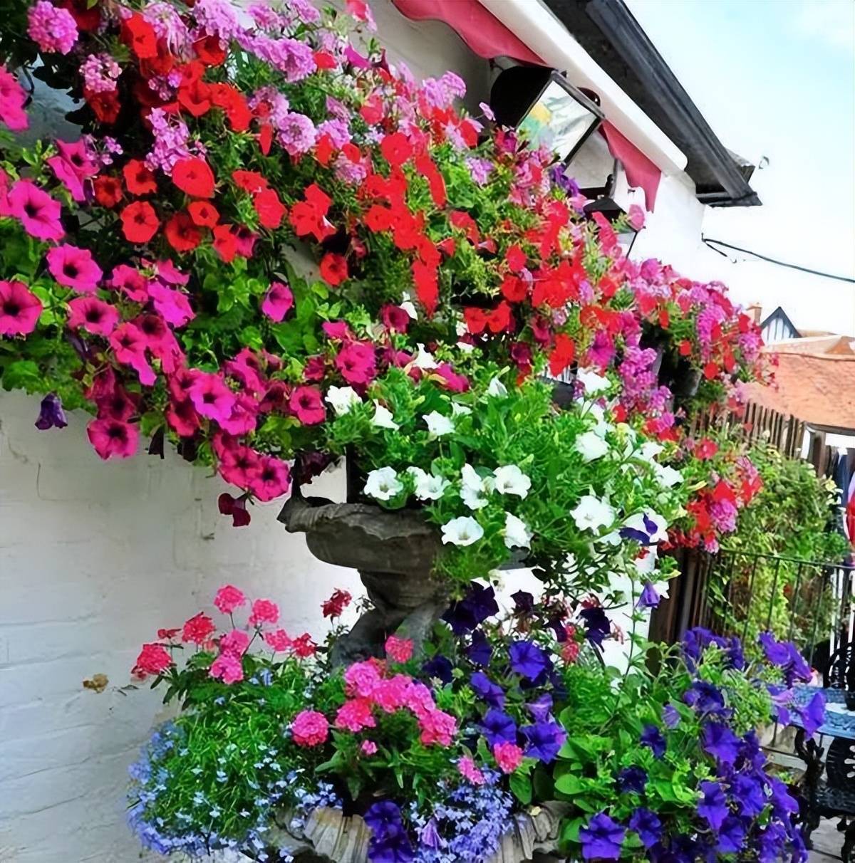 春天不养盆"草花之王"矮牵牛,实在可惜了这好时节_花瓣_颜色_温度