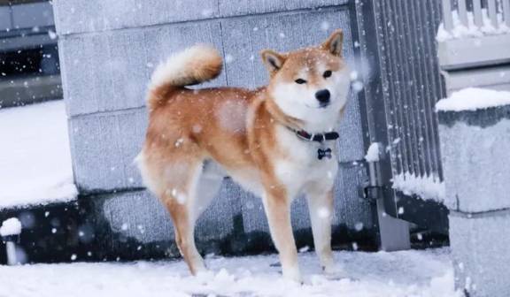 柴犬是哪个国家的品种犬？(柴犬原产于哪个国家)