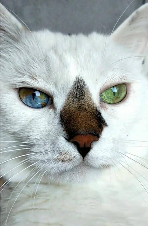 猫咪一双"异色双瞳"爆红,真相却令人心酸,主人:宁愿它健康_网友_眼睛