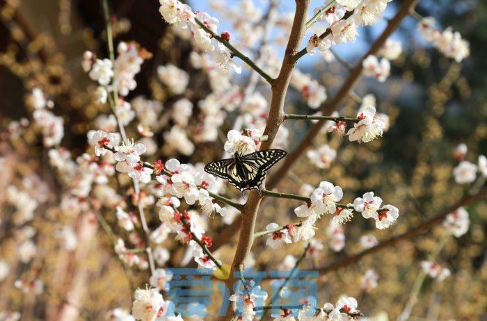 到济南红叶谷景区植树赏梅吧！门票免费到3月31日