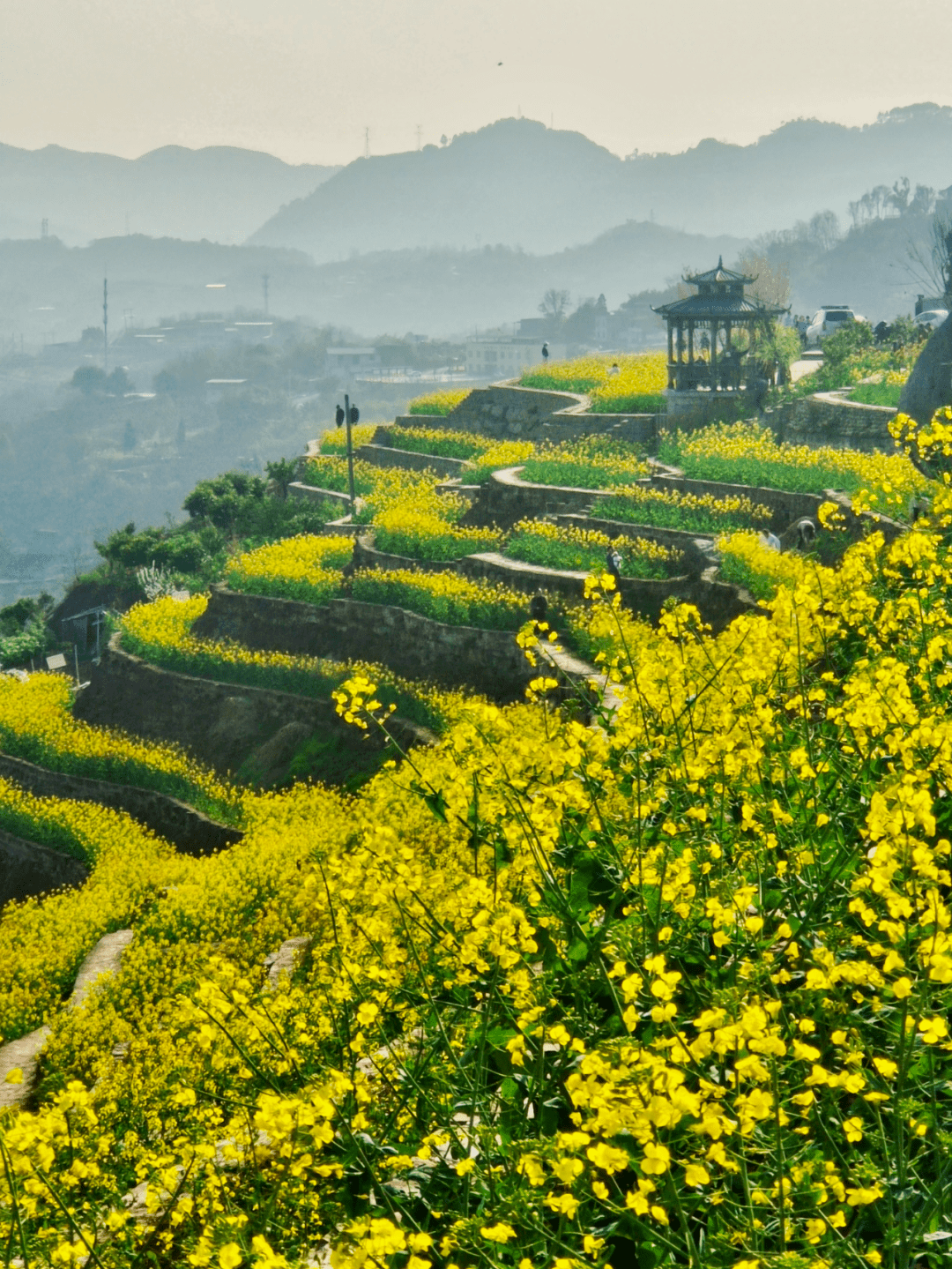 石盘村油菜花图片