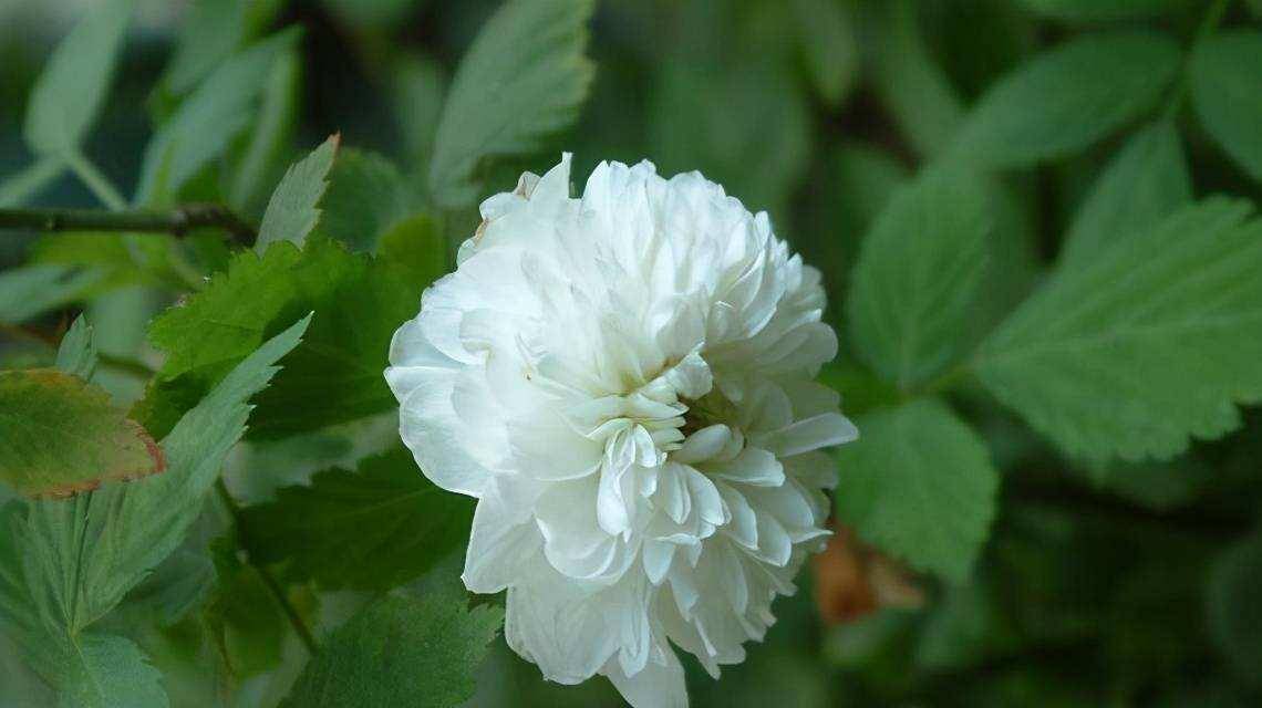 盘点九种既悲伤又虐心的花语的花_蒲公英_别名_昙花