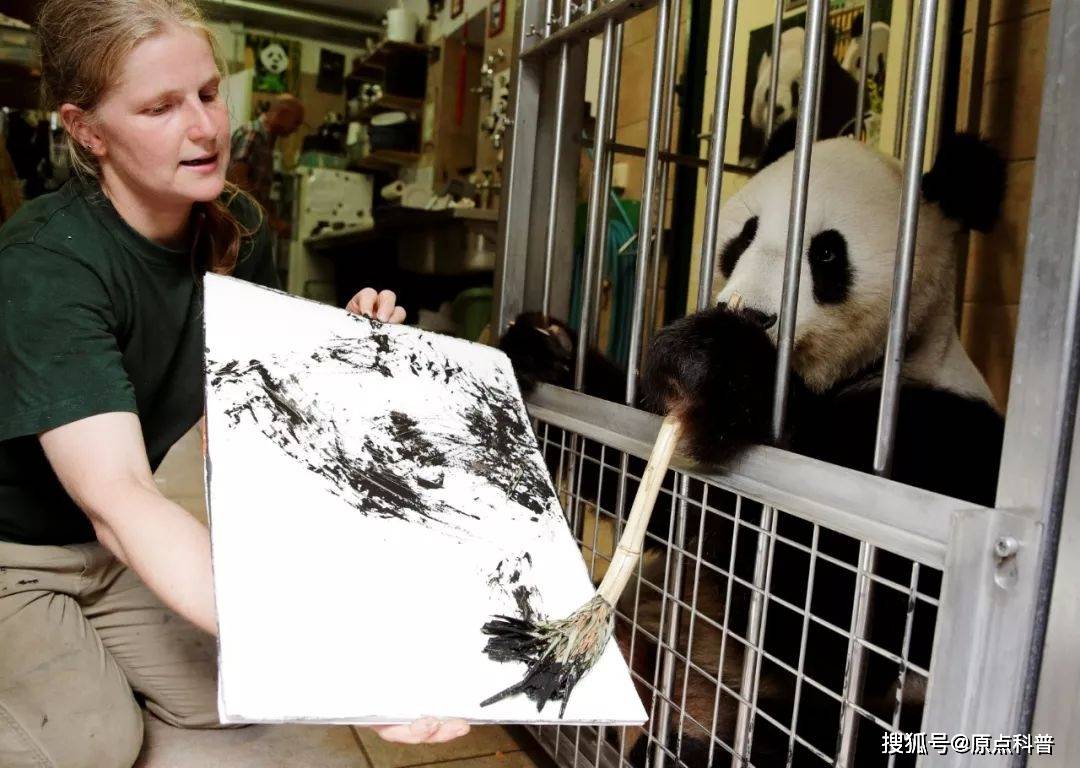 熊猫:我卖萌我吃苦,我为祖国赚航母_比利时_中国_英国