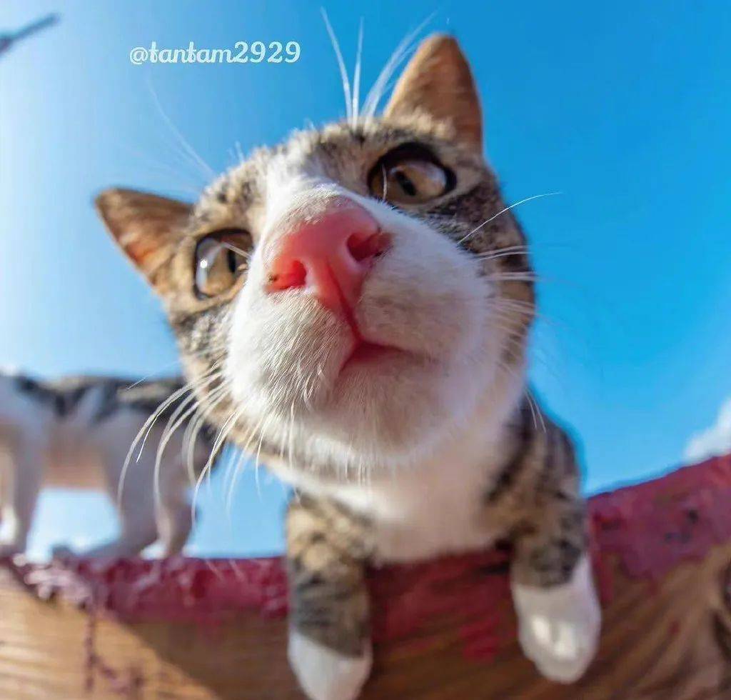 一组失(可)败(爱)的怼脸猫猫头等你进来收!_头像_高清图_后台